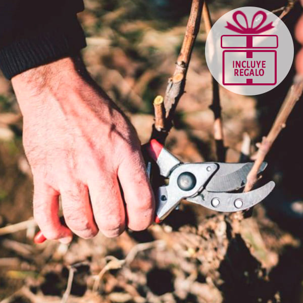 Curso Básico de Viticultura